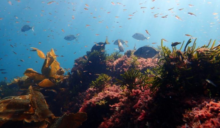 La Reserva Marina de Interés Pesquero de La Palma cumple 20 años