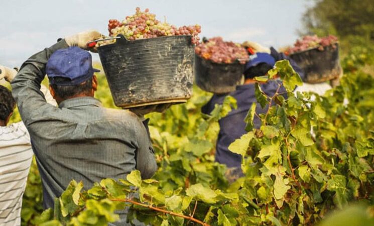 La Unión Extremadura cifra en 84 millones las pérdidas de los productores de uva