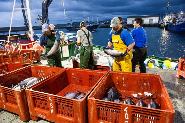 La costera del Bonito del Norte se cierra en Euskadi con la captura de 9.536 toneladas