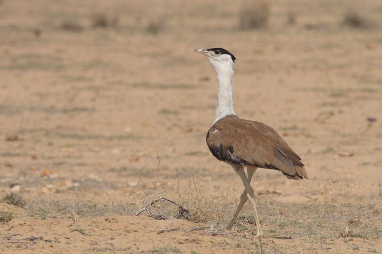 Las aves sufren una extinción milenaria infligida por los humanos