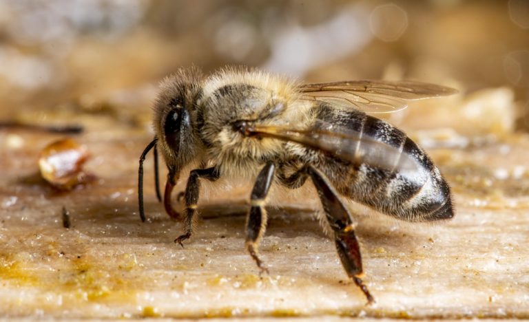 Las especies de abejas con cerebros mayores aprenden mejor