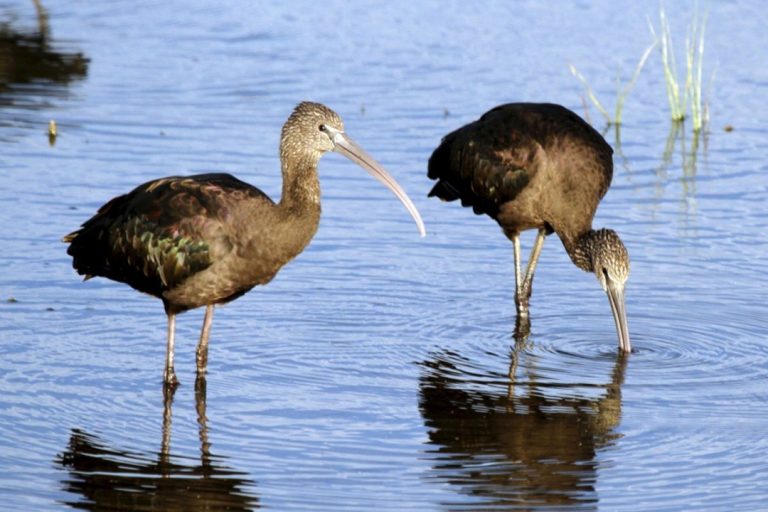 Liberados dos ejemplares de morito común en las Salinas de San Pedro