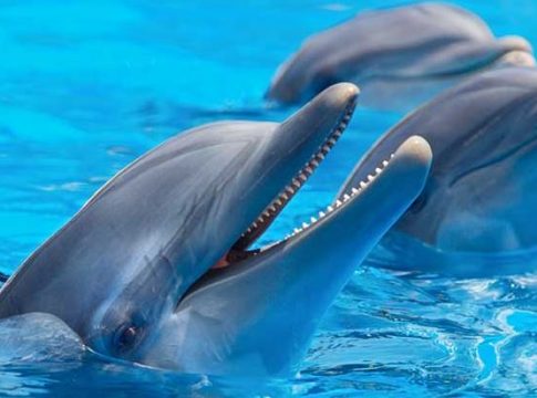 Los delfines mulares queman calorías a un ritmo menor a medida que envejecen