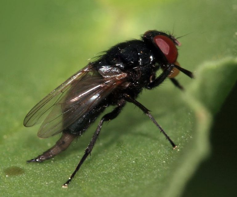 Mosca negra en una hoja