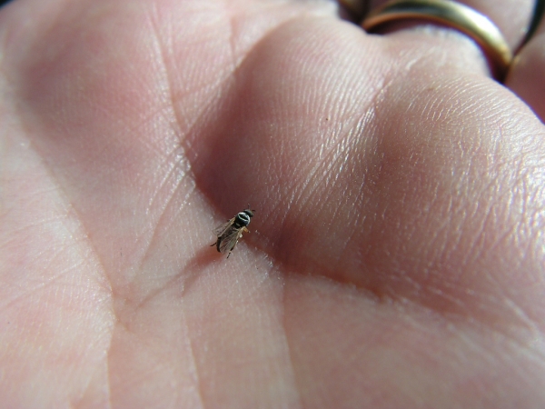 Mosca negra tamaño