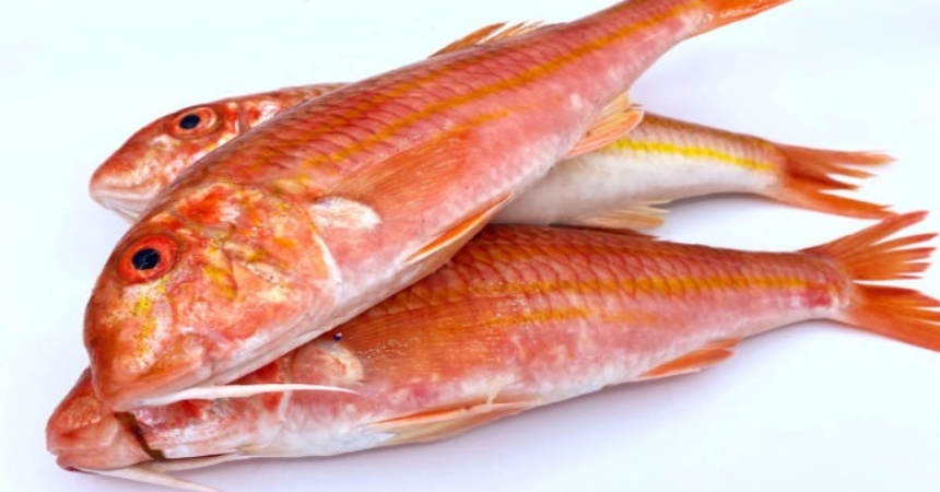 salmonete