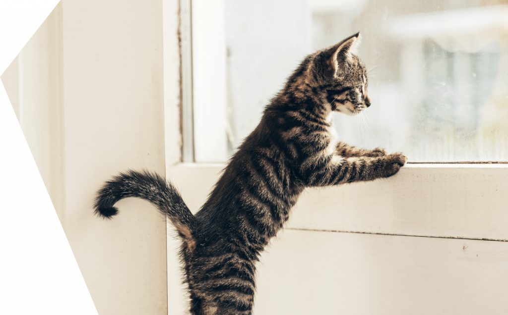 Qué es el síndrome del gato paracaidista y cómo prevenirlo 81 ¿Otros especialistas opinan sobre el síndrome del gato paracaidista?