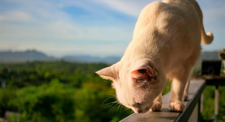 Qué es el síndrome del gato paracaidista y cómo prevenirlo