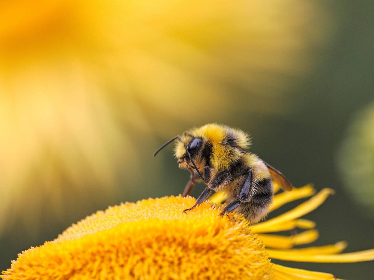 Qué es la jalea real