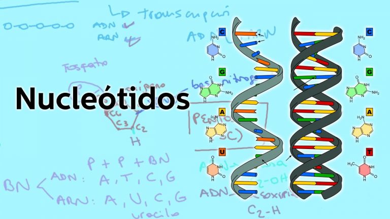 Qué es un nucleótido