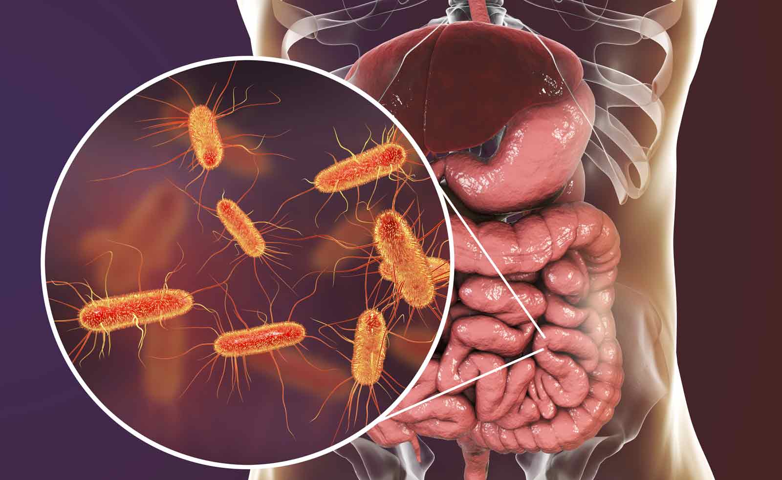 Qué son los lactobacilos 2 Qué son los lactobacilos