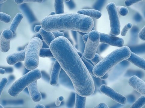 Qué son los lactobacilos Qué son los lactobacilos