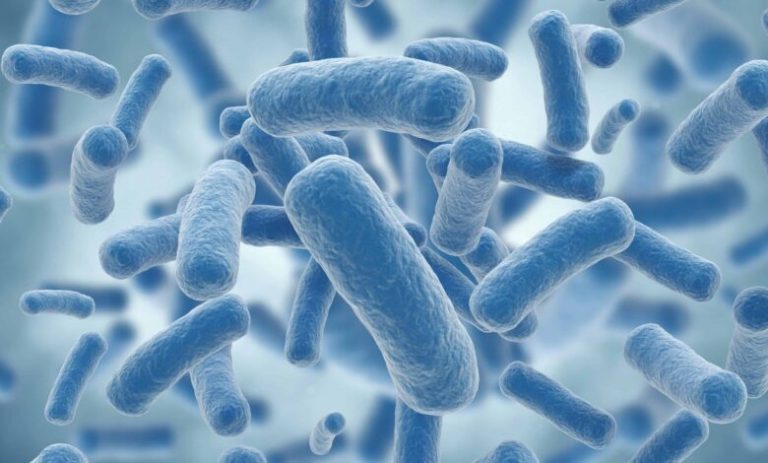 Qué son los lactobacilos