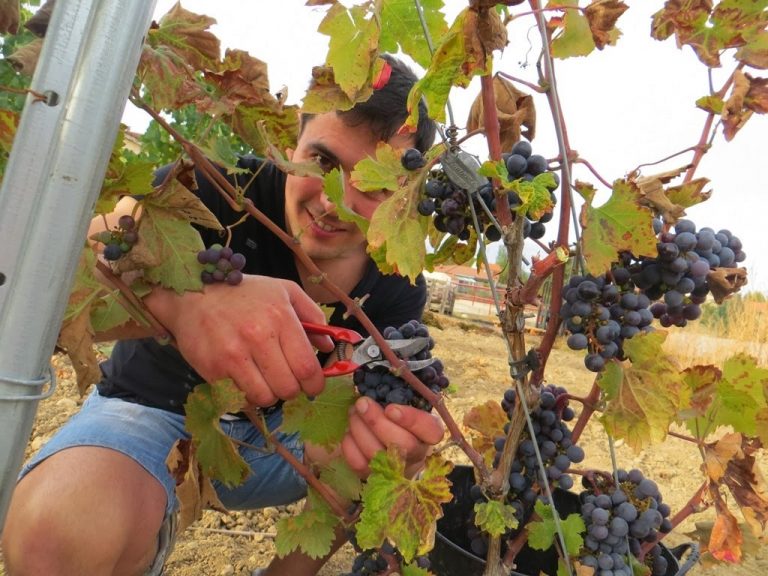 Raimat empieza la vendimia y prevé cosechar un 8% más de uva que el año anterior