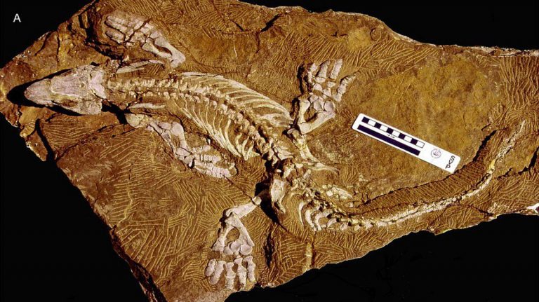 Reconstruyen digitalmente el cráneo de uno de los primeros animales con extremidades