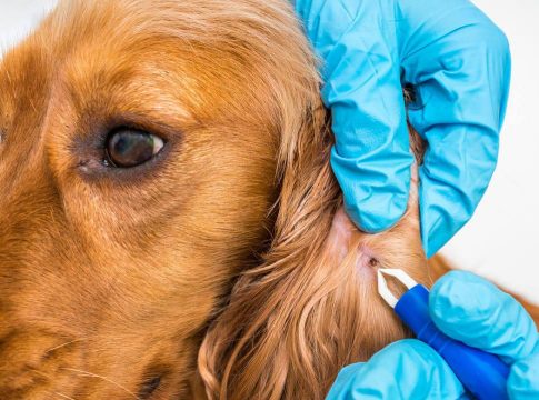 Estas son las enfermedades que puede transmitirte tu perro