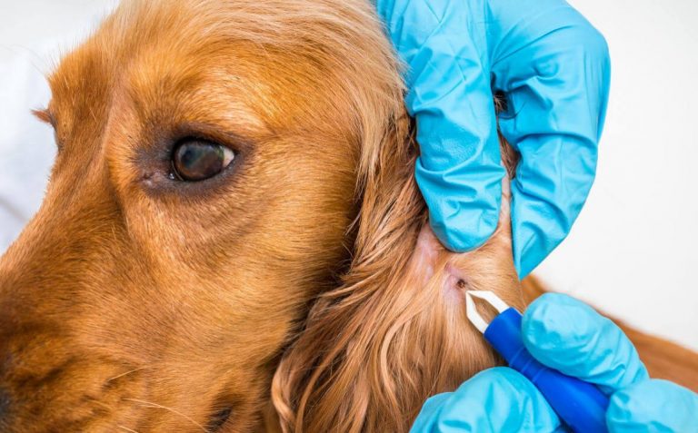 Cómo eliminar las garrapatas