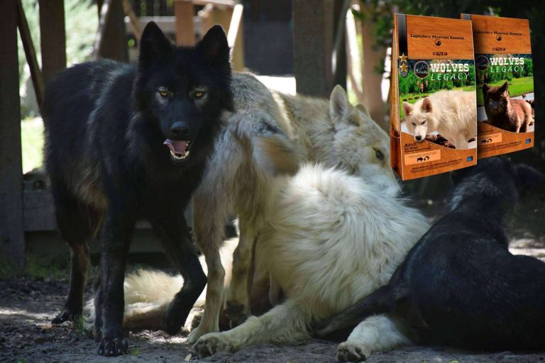 la manada de Wolves Legacy