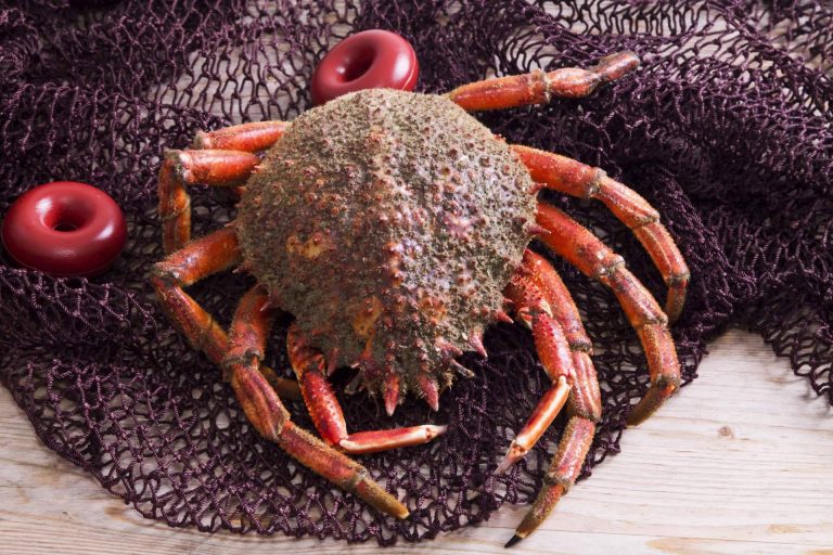 ¿Cómo conseguir marisco a domicilio?: Marisco Galego