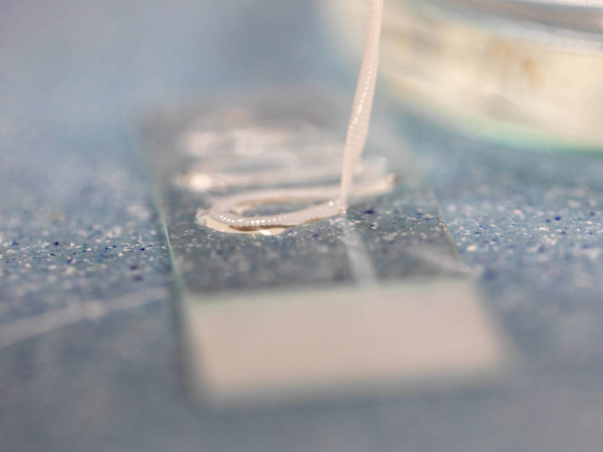 Qué es la solitaria 56 Qué es la solitaria