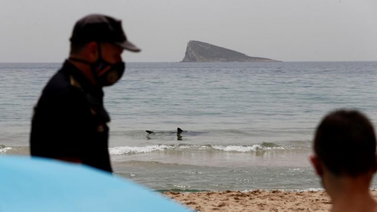 Un tiburón de 2,5 metros queda varado en la playa de Poniente de Benidorm