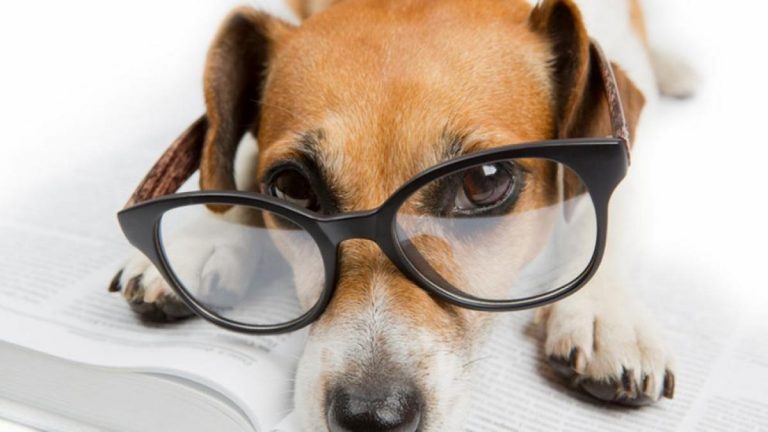 ¿En blanco y negro o a color? Así ven los perros