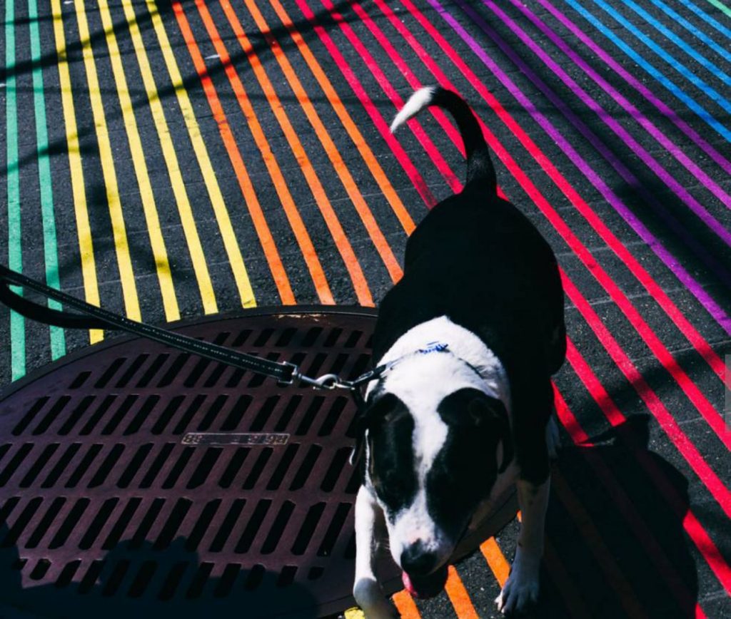 ¿Cómo ven nuestros fieles amigos los perros?