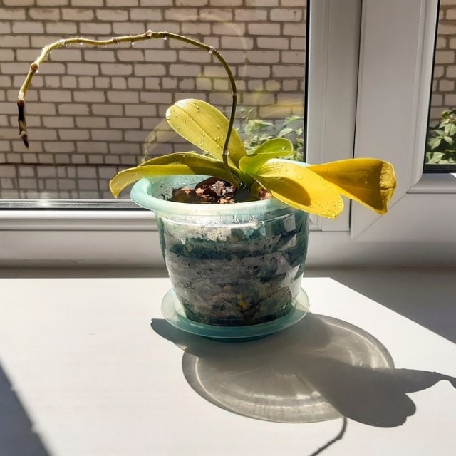 Cómo revivir una orquídea 32 ¿Cómo revivir una orquídea?