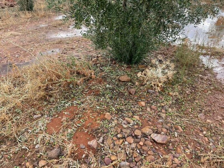 La DANA ocasiona importantes daños en el olivar de la provincia de Toledo