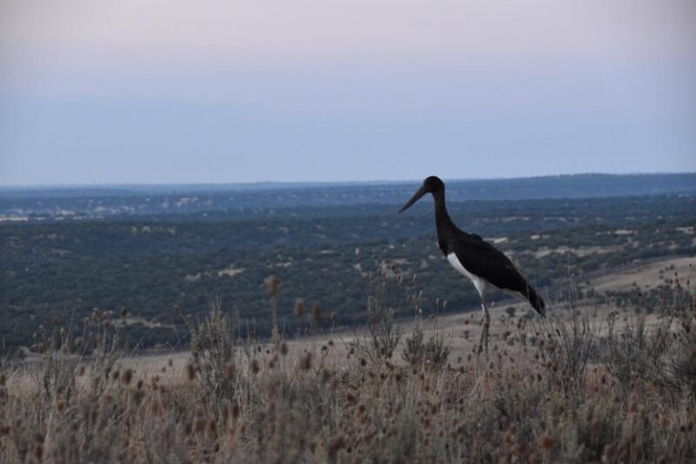 Madrid libera tres ejemplares de cigüeñas negras en la Cuenca Alta del Manzanares