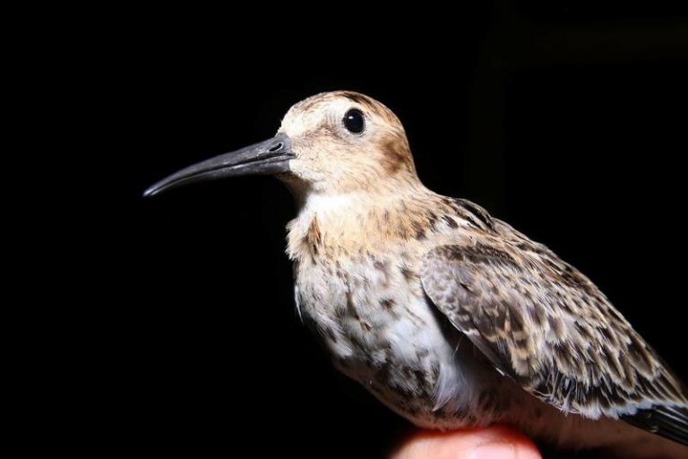 SEO/BirdLife apuesta, en el Día de las Aves Limícolas, conocer su migración