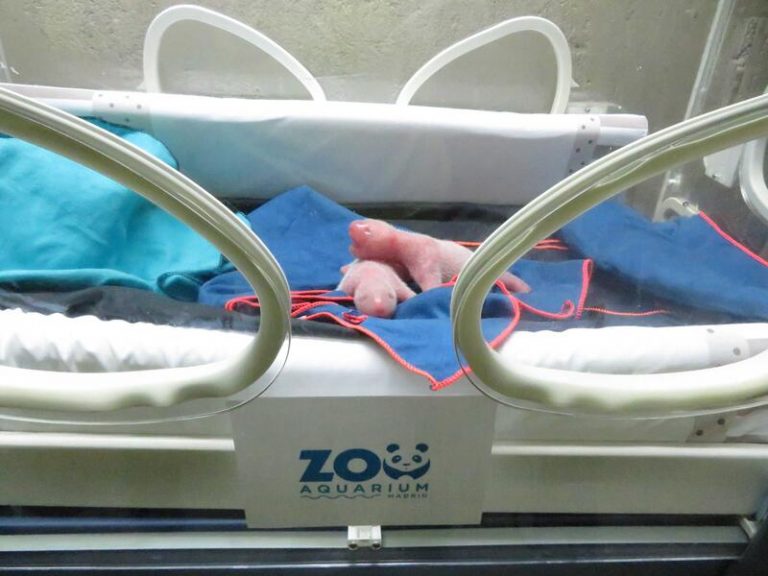 El chequeo neonatal de los gemelos de panda nacidos en el Zoo de Madrid confirma su buen estado de salud