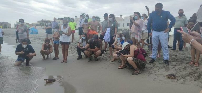 Devuelven al mar 15 tortugas bobas nacidas hace un año en La Manga