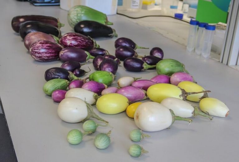 Identifican materiales con potencial para producir berenjenas resistentes al cambio climático