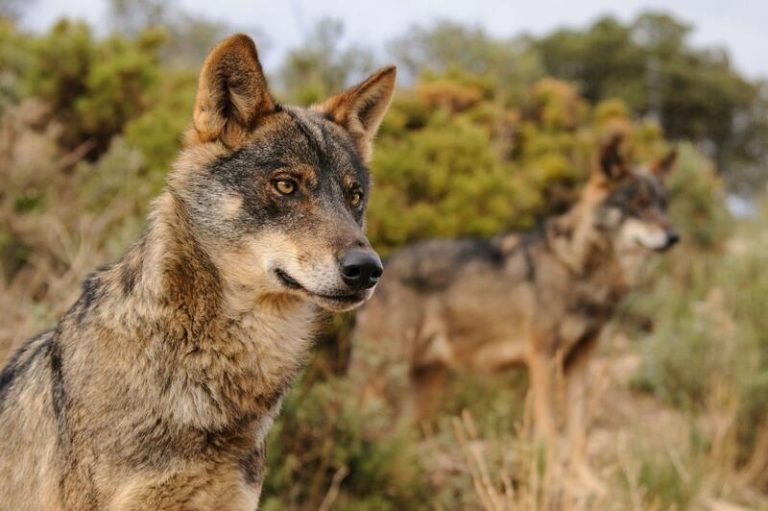 El Gobierno mantiene su voluntad de prohibir definitivamente la caza del lobo en España
