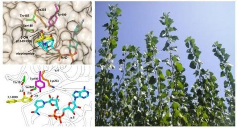 Describen el mecanismo de las plantas para degradar contaminantes con efectos carcinógenos