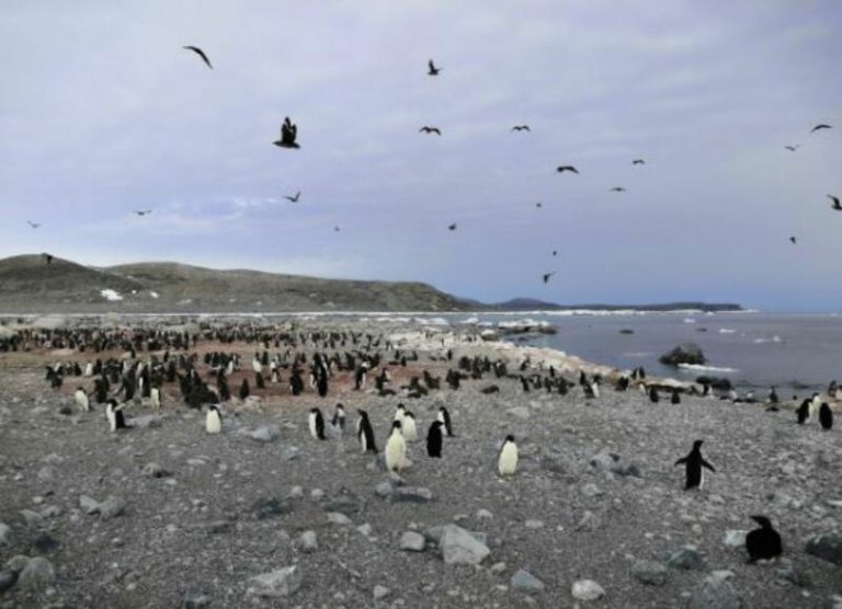 Excrementos de pingüinos preservados revelan cambios en la circulación oceánica en la Antártida