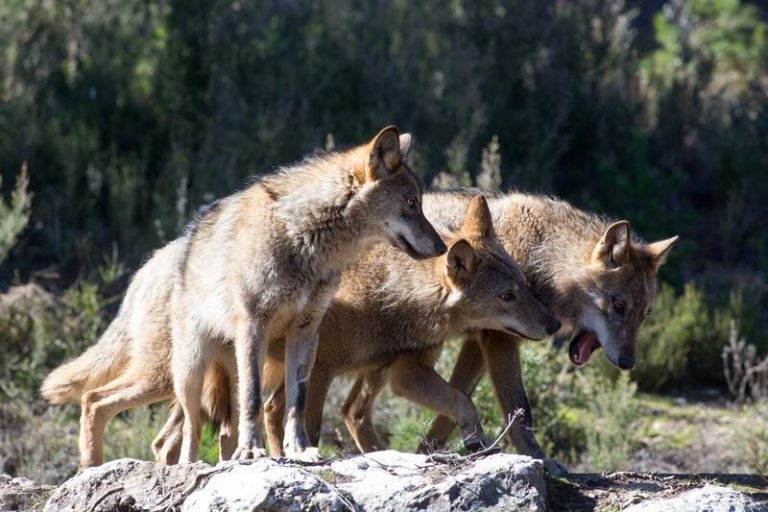 Los cazadores recurrirán ante la AN la orden que prohíbe cazar el lobo en toda España