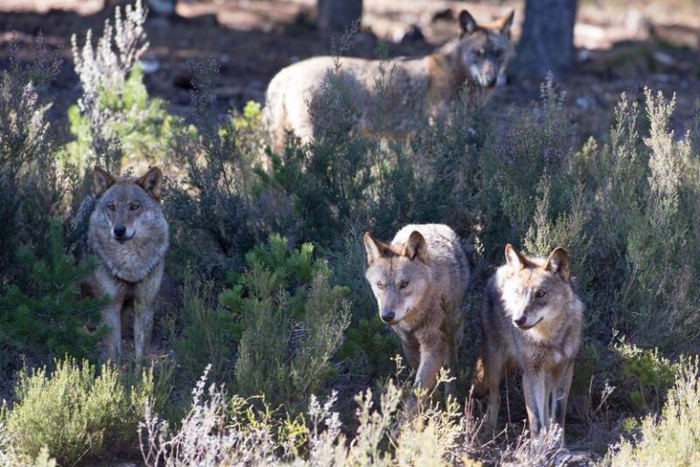 El Consejo de Estado avala prohibir la caza del lobo
