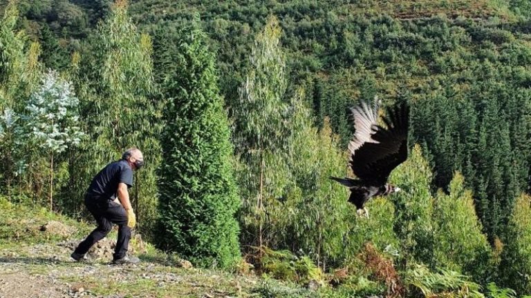 Devueltas a la naturaleza once rapaces tratadas en el Centro de Recuperación de Vizcaya