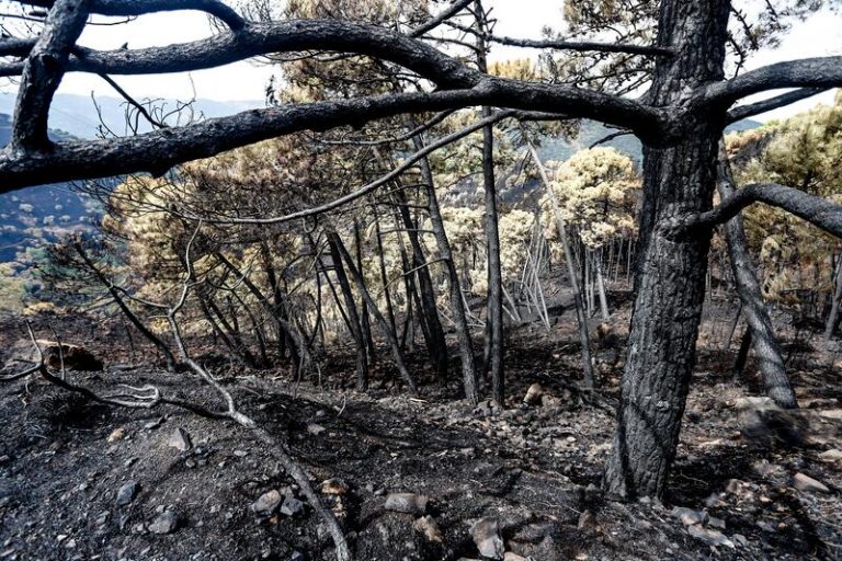 Andalucía reitera que se sigue con extinción del incendio de Sierra Bermeja