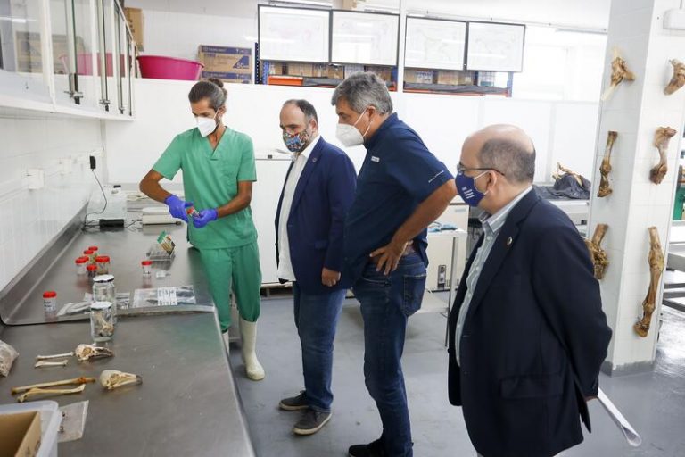 La Red Vigía Canarias estudia las causas de la muerte de 767 animales de la fauna silvestre