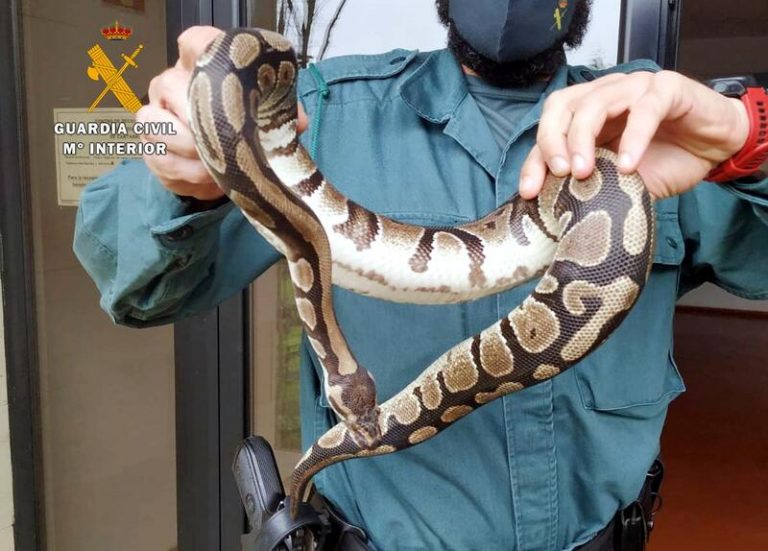La Guardia Civil captura una serpiente pitón en el jardín de una vivienda de Castañeda