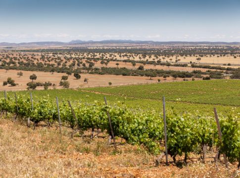Bodegas NOC Vino de calidad