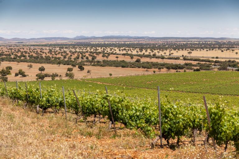 Bodegas NOC, frescura y modernidad en los Montes de Toledo