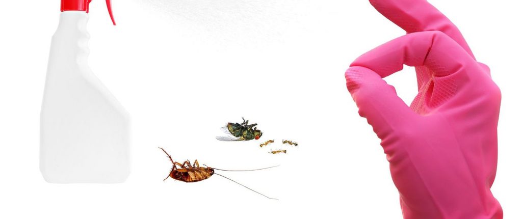 Remedios caseros para matar cucarachas 40 Remedios caseros que no debes ignorar si te quieres deshacer de esta plaga