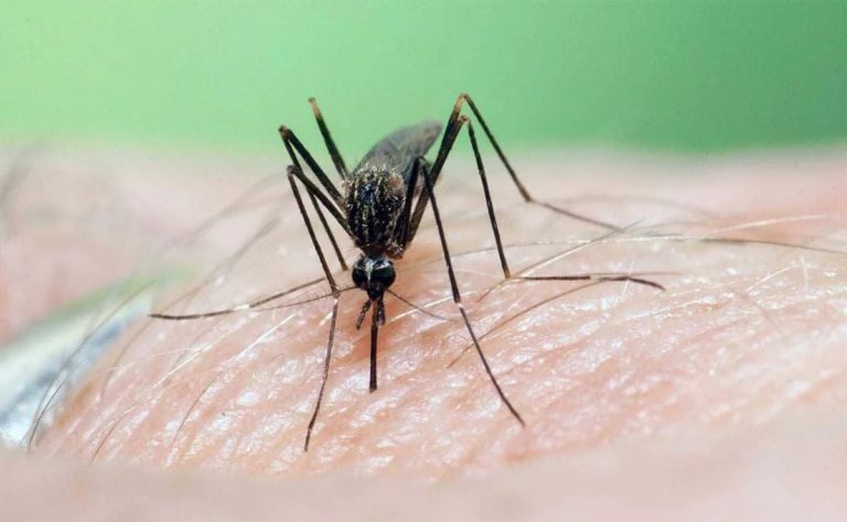 Confirmado un caso de Fiebre del Nilo Occidental en Soria