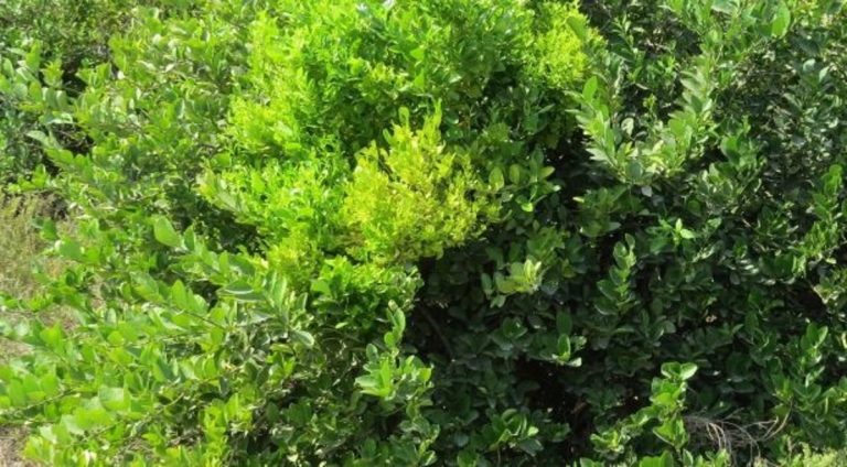 Descubren molécula microbiana que convierte las plantas en 'zombis'