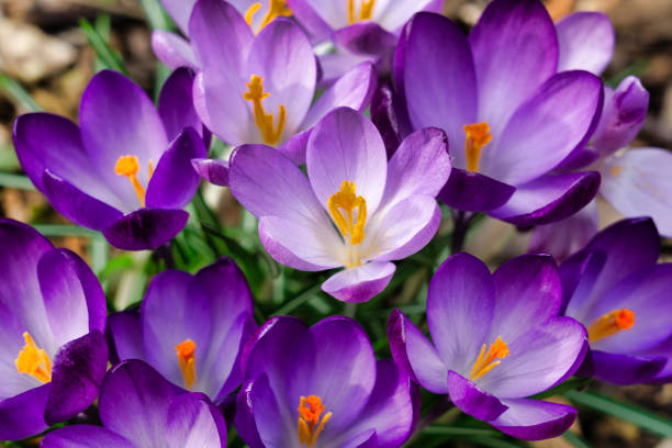 flores azúcar