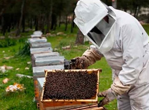 Investigado un apicultor como posible responsable del incendio forestal en el Moncayo
